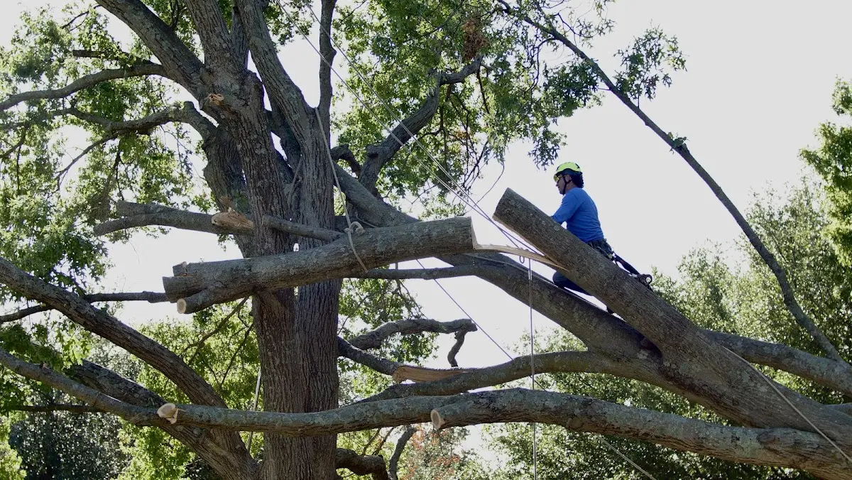 Professional Hazardous Tree Removal performed by certified arborists in Menard